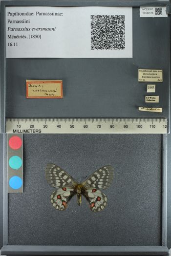 Media type: image;   Entomology 180176